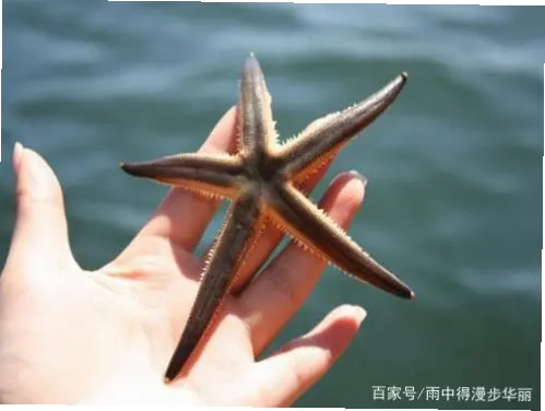 海星体育避坑指南：新手常犯的5个错误
